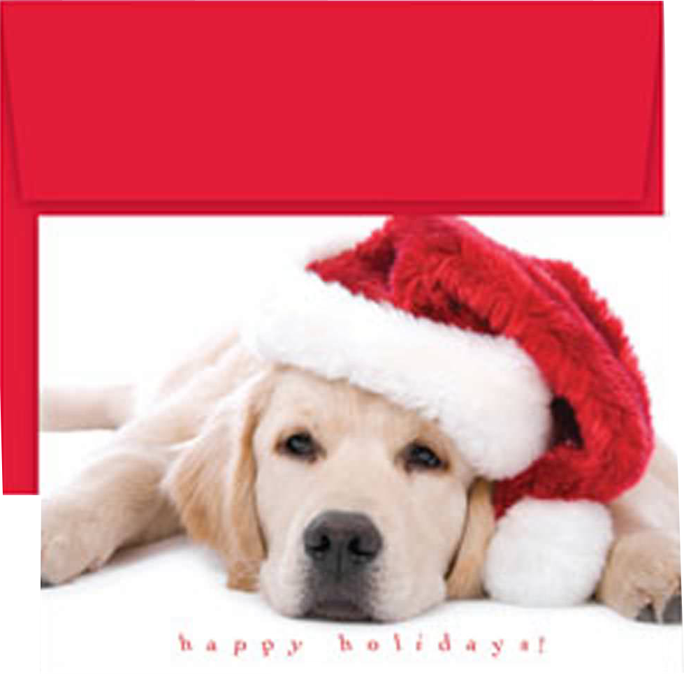 Santa Puppy Christmas Cards - 16 Pack