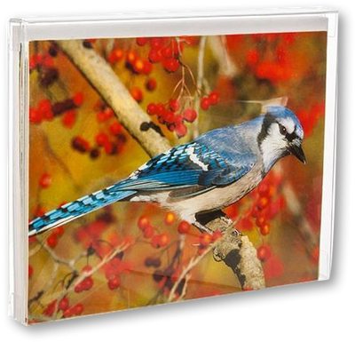 Clear A2 Card Boxes (4 1/2 x 1/2 x 5 7/8) - 25 Pack