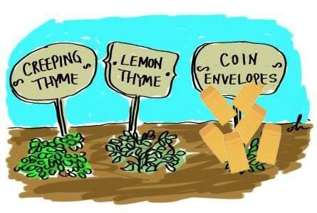 Coin envelopes, lemon thyme, creeping thyme Creeping thyme, lemon thyme, coin envelopes