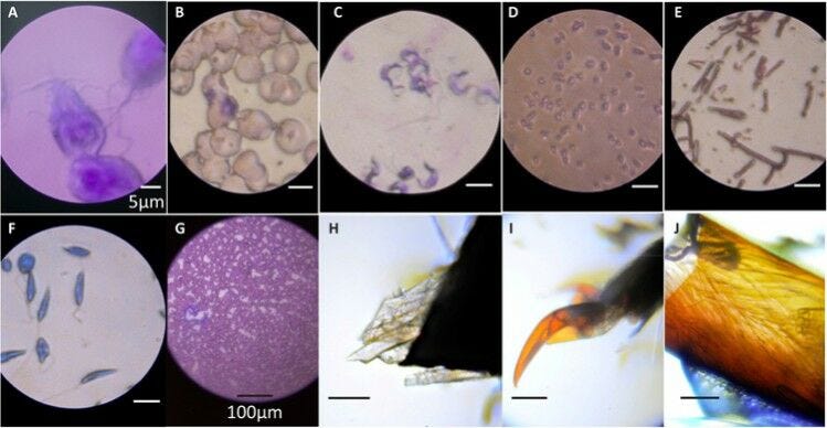 Microorganisms and microscope images captured by foldscope