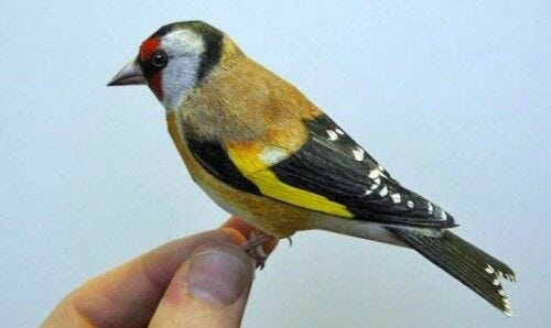 hand holding colorful red yellow white and black bird