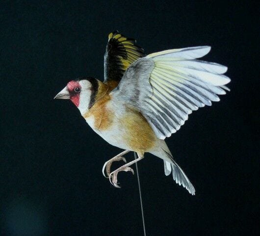 Flying Paper Goldfinch colorful paper bird flying against black background with white string