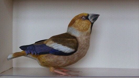 Paper hawkfinch model brown yellow bird on legs against white background