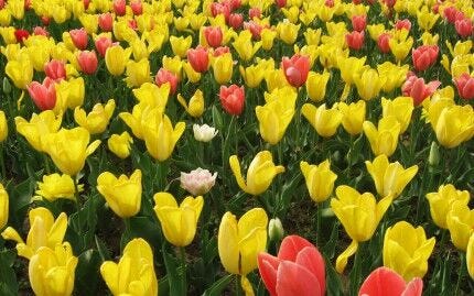 Red and yellow flowers