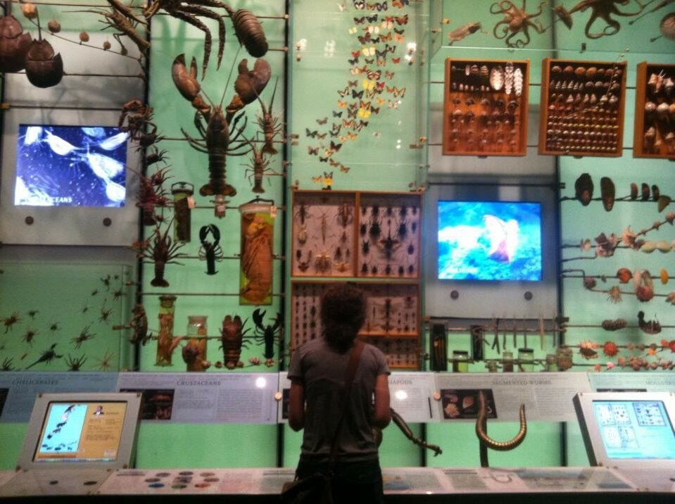 insects at museum