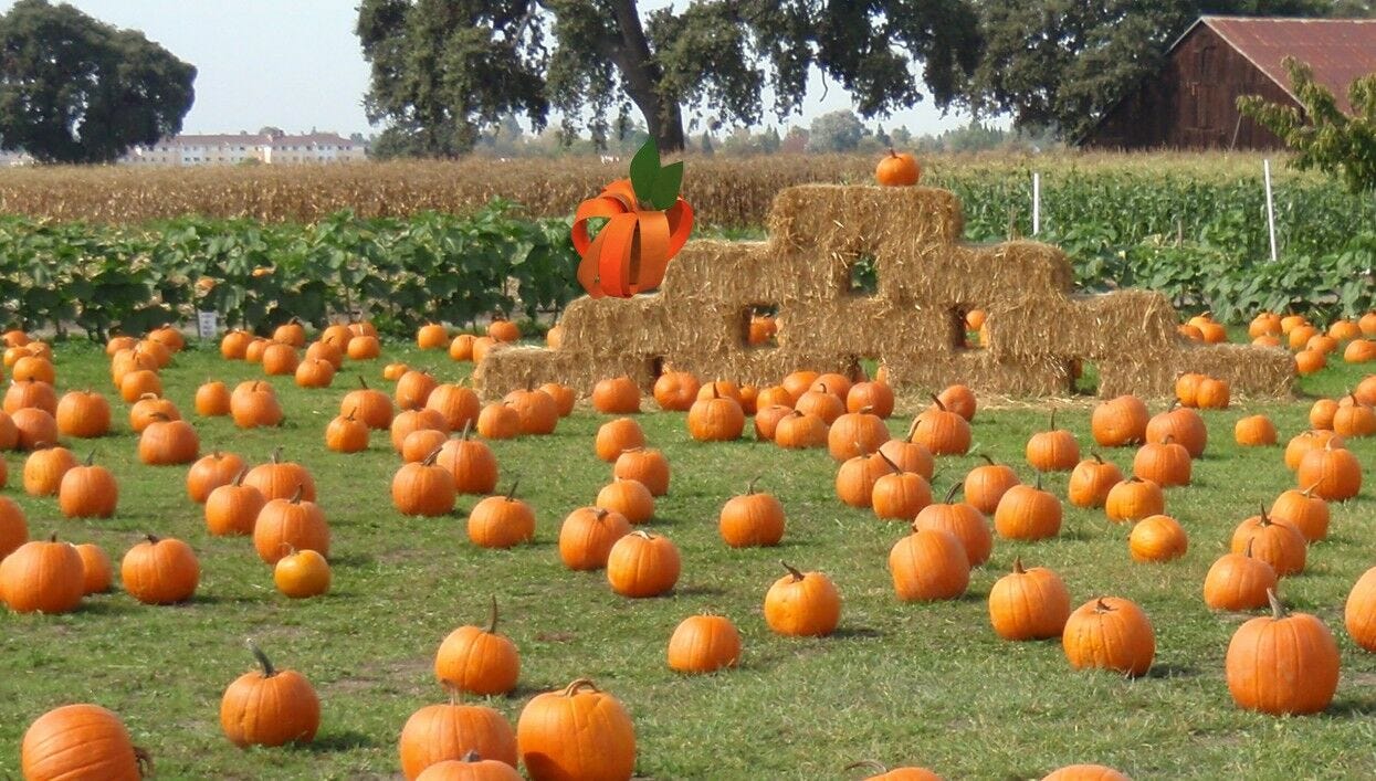 many pumpkins on ground, stack of hay