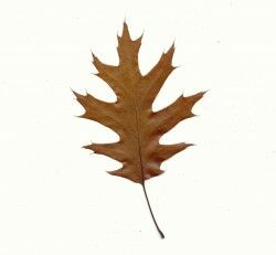 Brown leaf brown autumn leaf