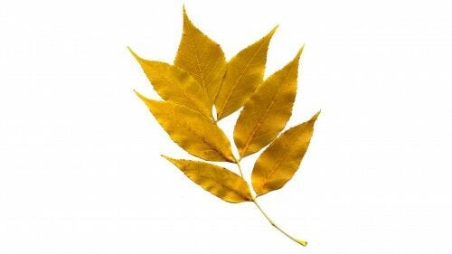 Gold leaf golden leaf