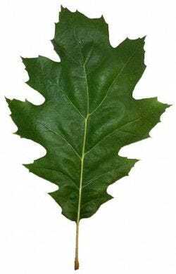 green leaf green leaf