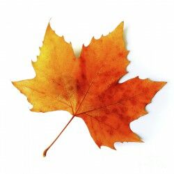 orange leaf orange and yellow maple leaf