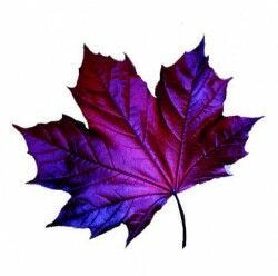 purple and indigo leaf