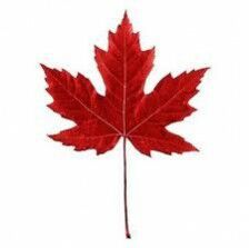 red maple leaf