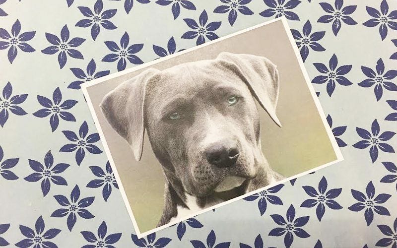 Photo of dog, blue flowers