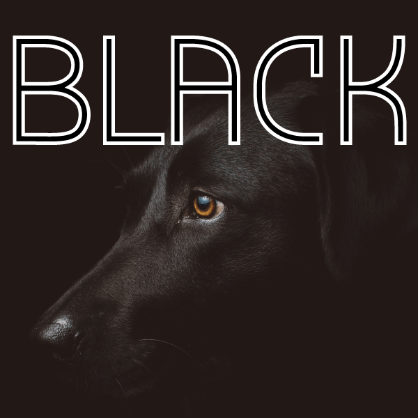 black dog